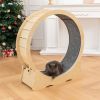 Cat Exercise Wheel